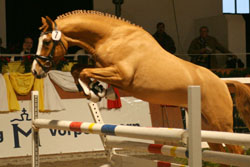Das 2010 bei einer Feldprüfung mit 8,91 höchstbewertete Pony ist der Hengst Dance on Top II v. HB Day Ligth / Top Nordpol aus der Zucht von Kristin Romanowski (Stülow). Das 2010 bei einer Feldprüfung mit 8,91 höchstbewertete Pony ist der Hengst Dance on Top II v. HB Day Ligth / Top Nordpol aus der Zucht von Kristin Romanowski (Stülow).